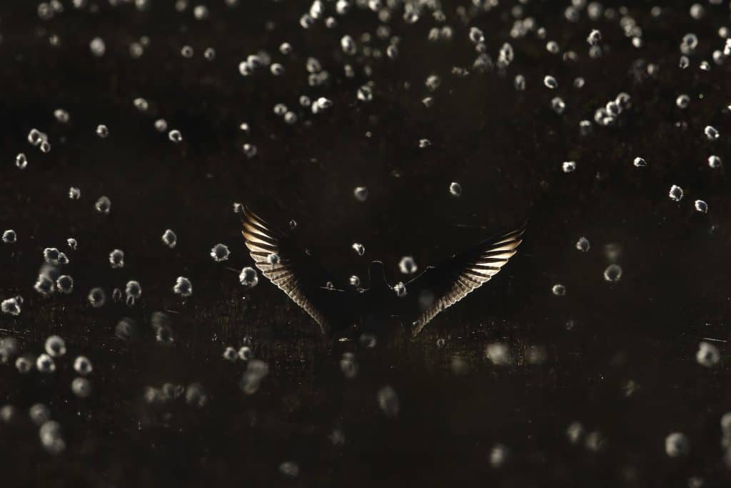 Regenbrachvogel im dunklen.