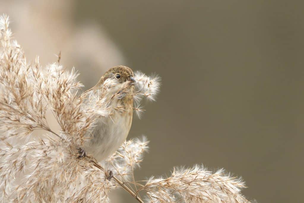 Rohrammer sitzt auf Schilfhalm.