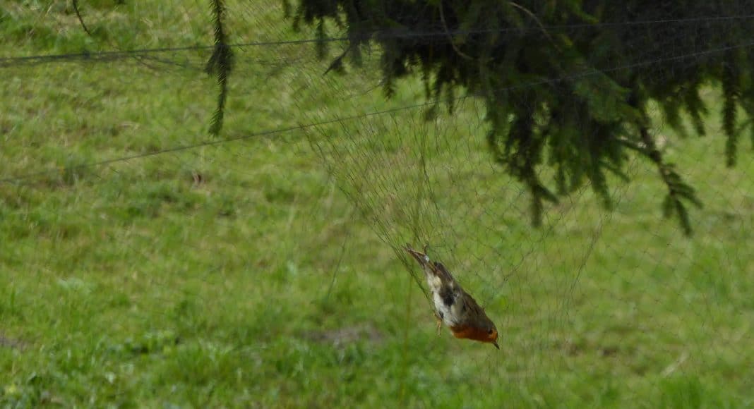 Zur Beringung gehört das Fangen der Zugvögel dazu: Hier ist ein Rotkehlchen ins Netz gegangen.