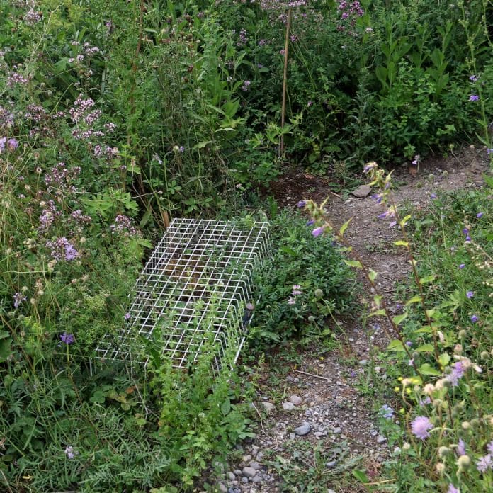 Ein Gitter im Garten soll die Nestreste schützen.