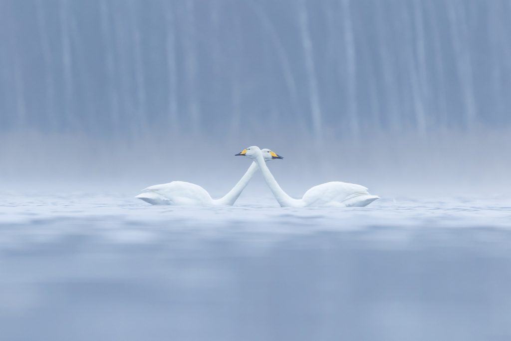 Zwei Singschwäne.