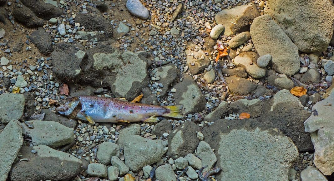 Trockenheit tötete wohl diesen Fisch.