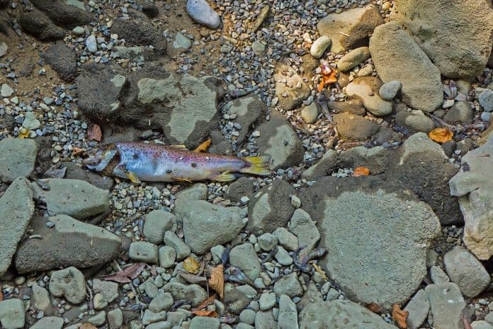 Trockenheit tötete wohl diesen Fisch.