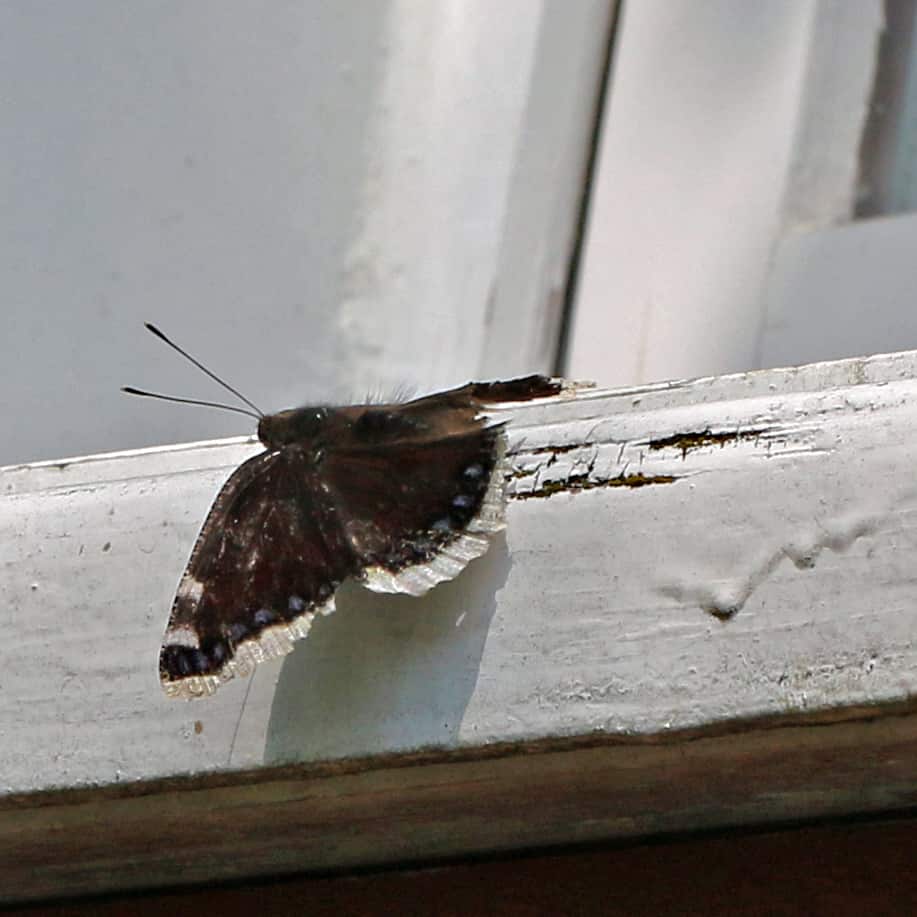 Ein Trauermantel auf dem Fenstersims.