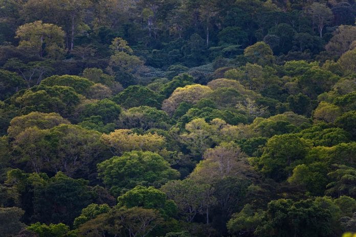 Solch ein Tropenwald ist wichtig für die Artenvielfalt.