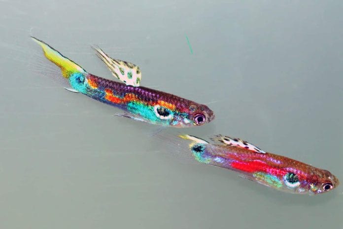 Zwei farbenfrohe Guppy Fische, die auf zunehmenden Lichtverschmutzung reagieren.