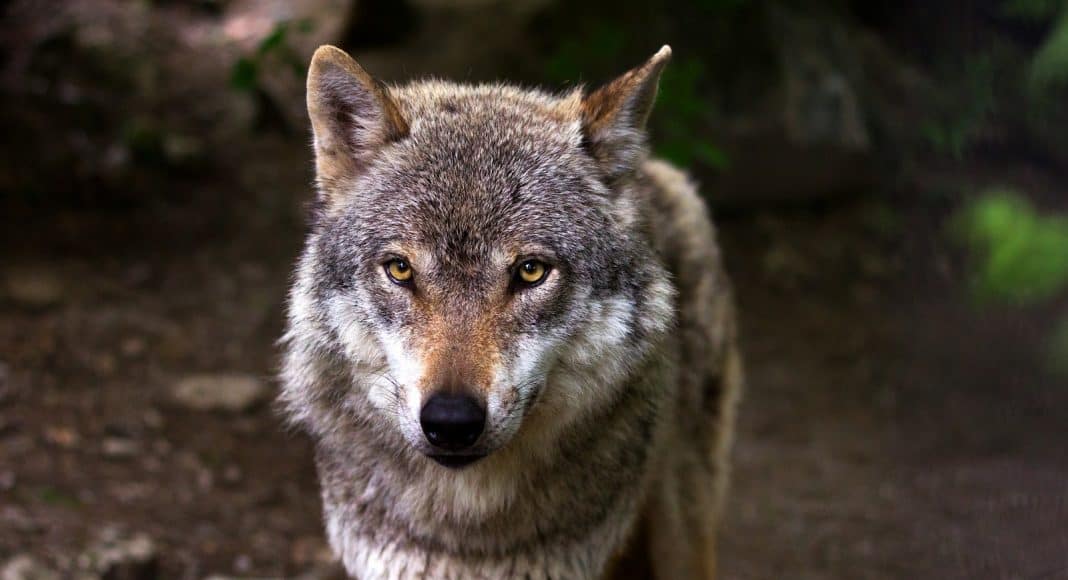 Ein Wolf wird zum Abschuss freigegeben.