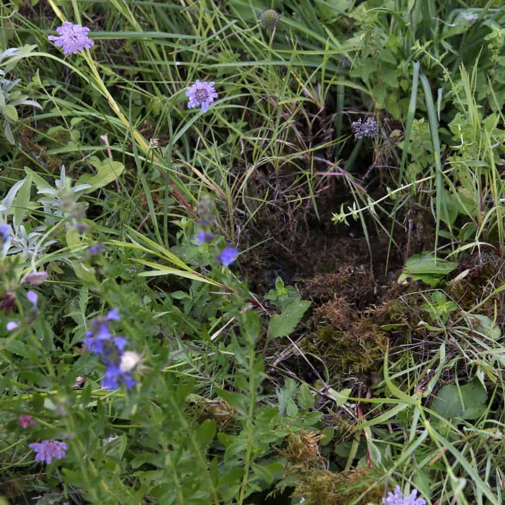 Im Garten sieht man aufgerissene Moosstellen.