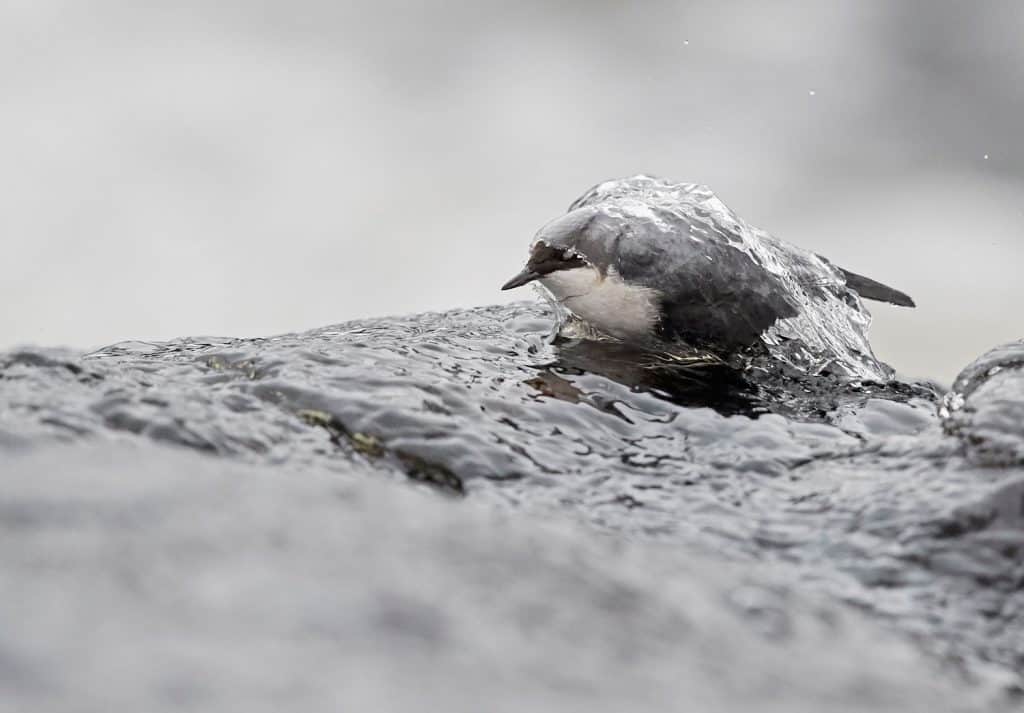 Eine Wasseramsel im Wasser. Bild vom Fotowettbewerb.