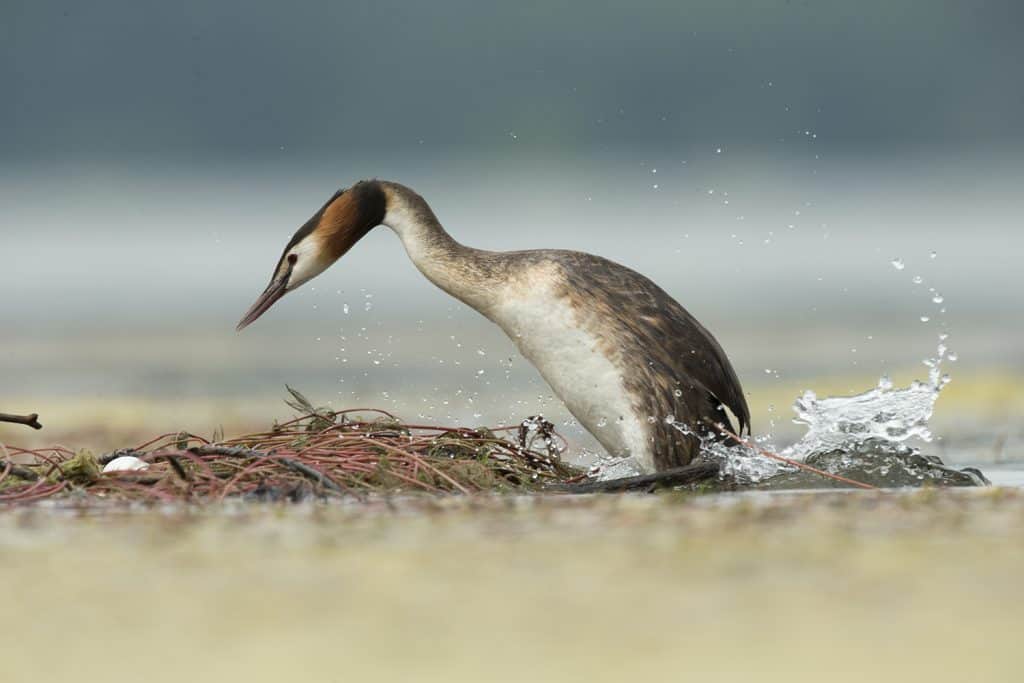 Ein Haubentaucher im Wasser, hat im Fotowettbewerb auch einen Preis gewonnen.