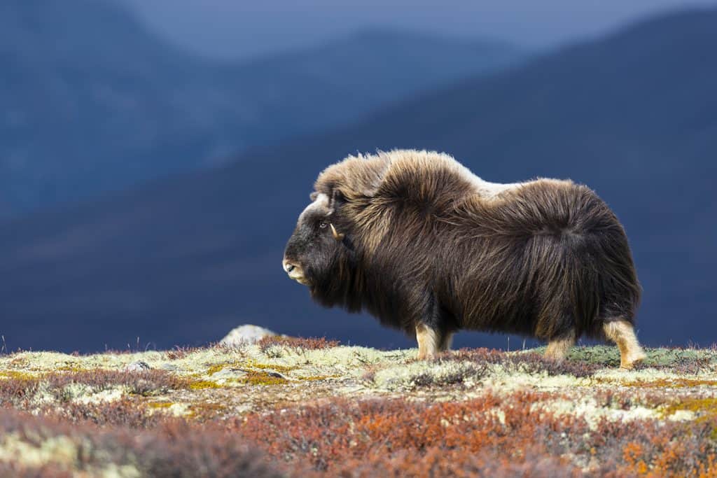 Ein Moschusochse steht auf einer Klippe.