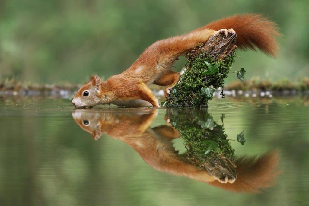 Ein Eichhörnchen trinkt aus einem Teich. Bild aus Fotowettbewerb.