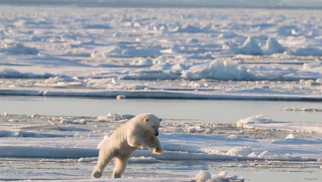 Immer mehr Wirbeltiere sterben aus, hier ein Eisbär.