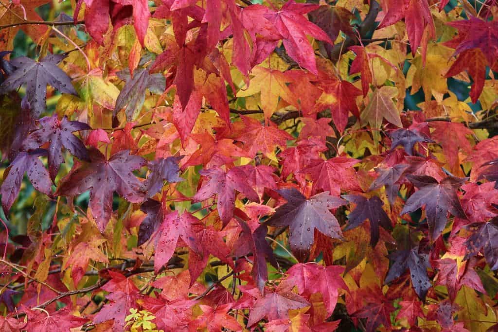 Im Herbst verfärben sich die Blätter in alle Farben.