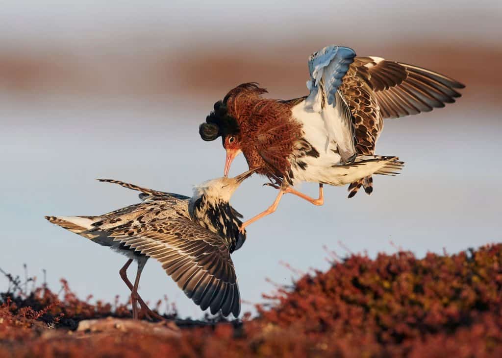 Zwei Kampfläufer streiten sich miteinander.