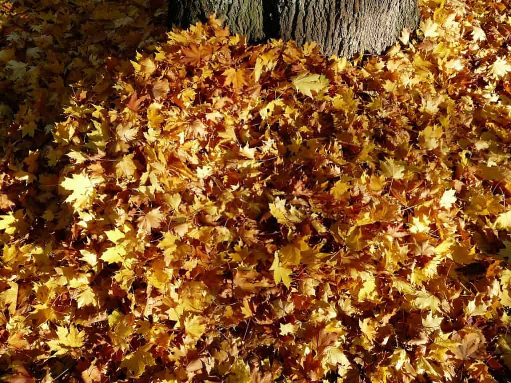 Ein laubhaufen unter einem Baum, in dem sich viele Tiere verstecken können und Schutz vor der Kälte finden.