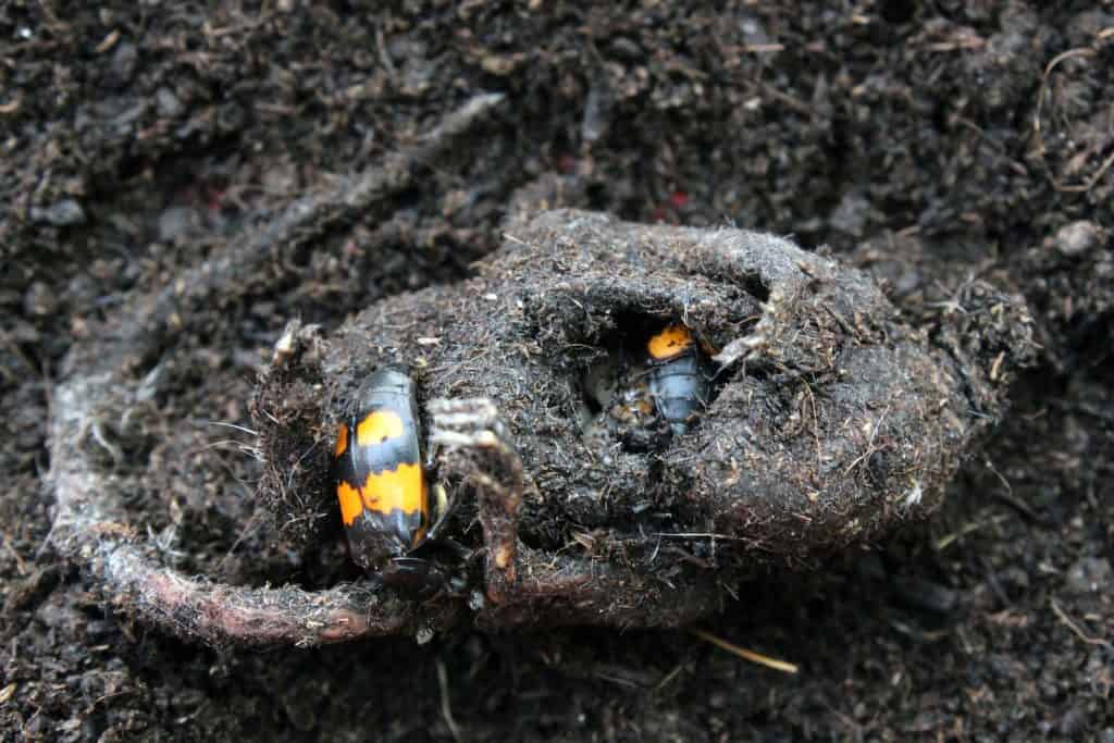 Zwei Totengräber Käfer krabbeln auf einem Aas.