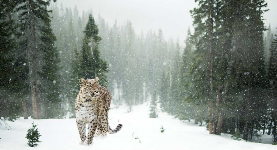 Verschneite Waldlandschaft mit Leopard.