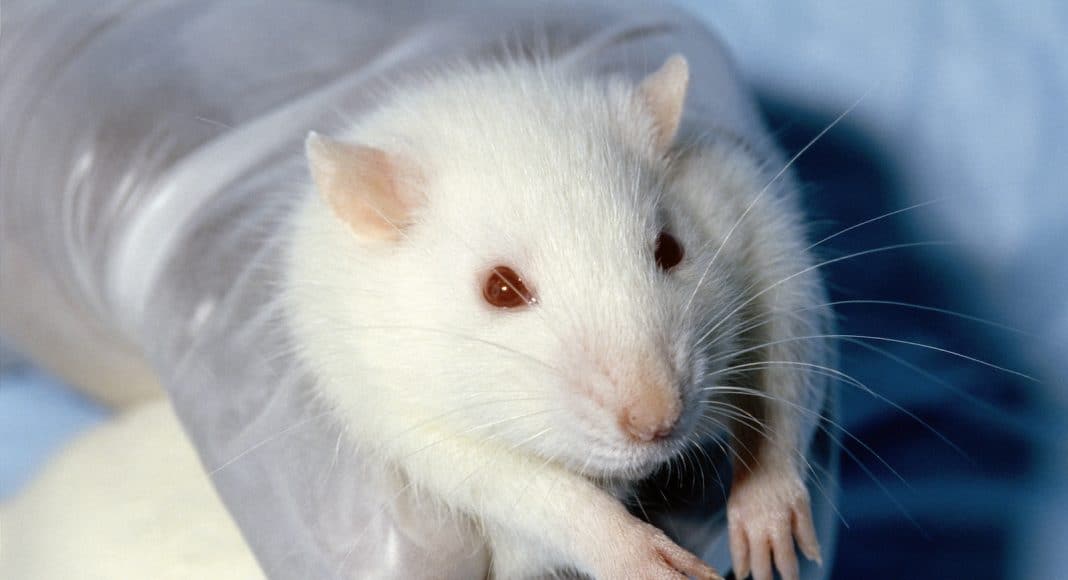 Tierversuch an einer Ratte.