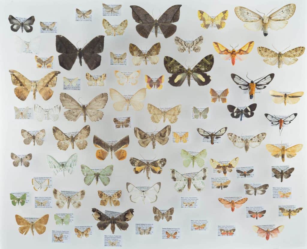 Sammlung von Schmetterlingen in verschiedenen Grössen.