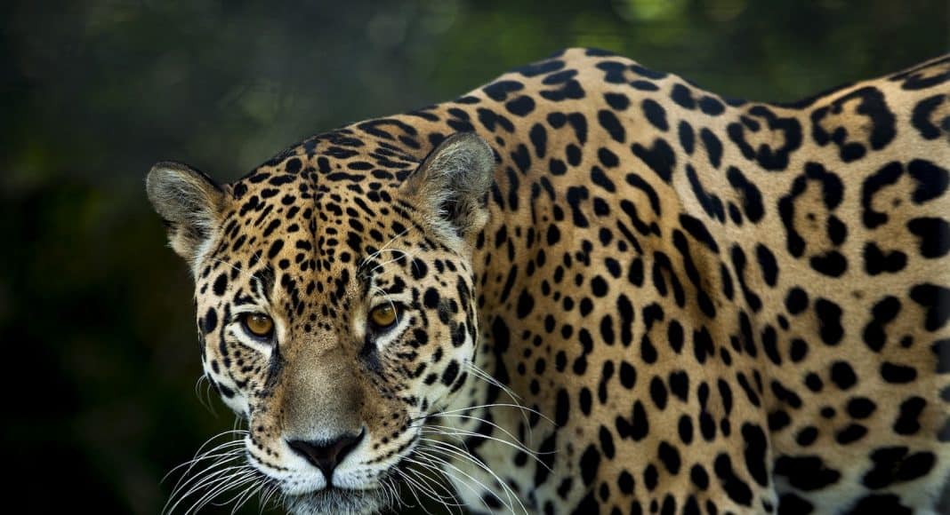 Der Lebensraum des Jaguars ist am schwinden.