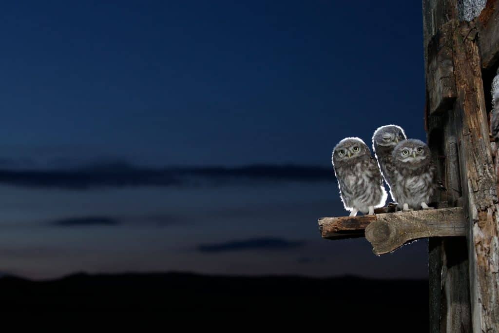 Drei Käutzchen sitzen in der Abenddämmerung auf einem Ast.