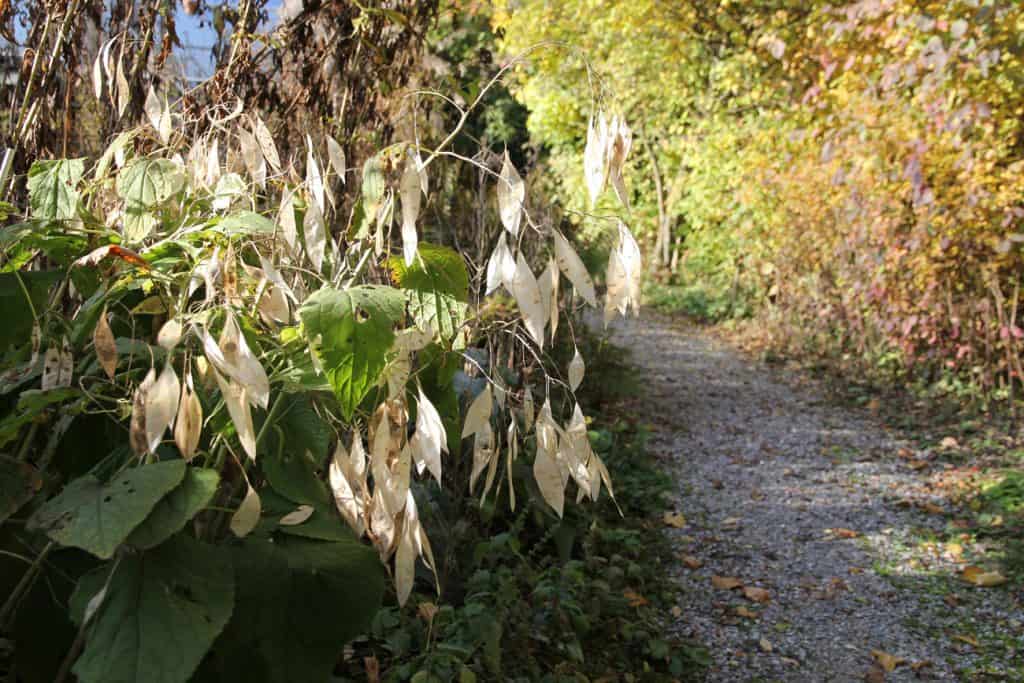 Die Mondviole leuchtet beinahme im Herbst.