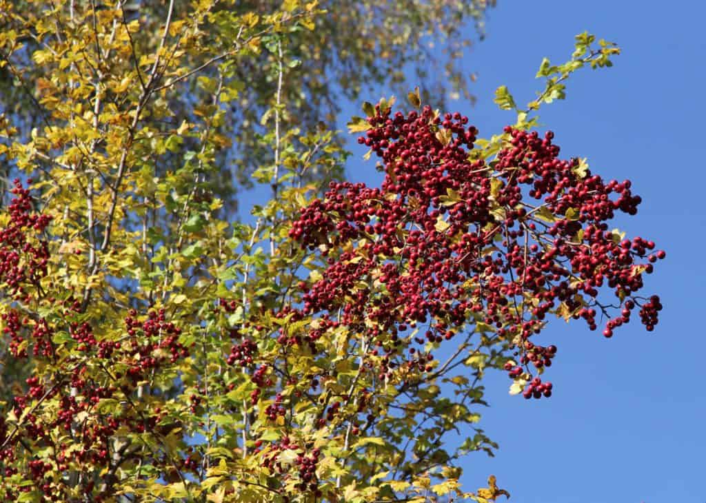Auch die Beeren des Weissdorns sind knallrot.