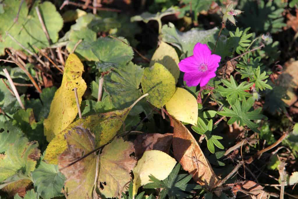 Pinke Blüte des Blutstorchenschnabel.