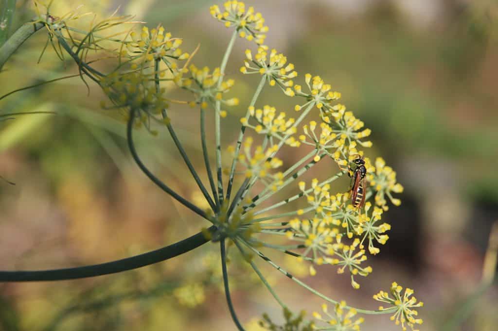 Ein gelb blühender Gemüsefenchel mit Insekt darauf.