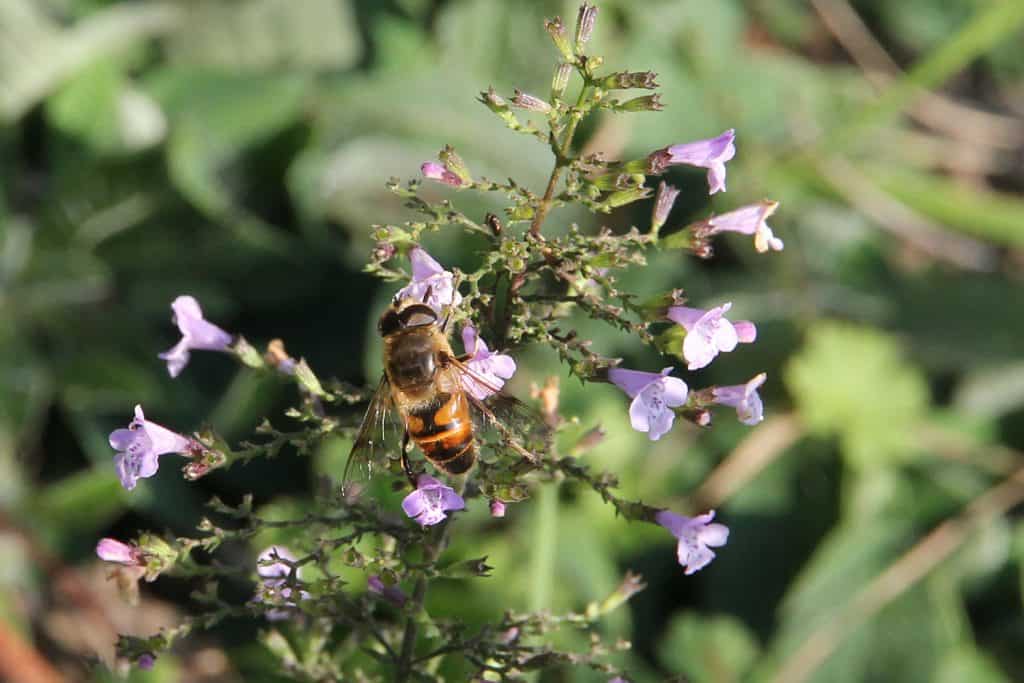 Eine Mistbiene nascht an der Bergminze.