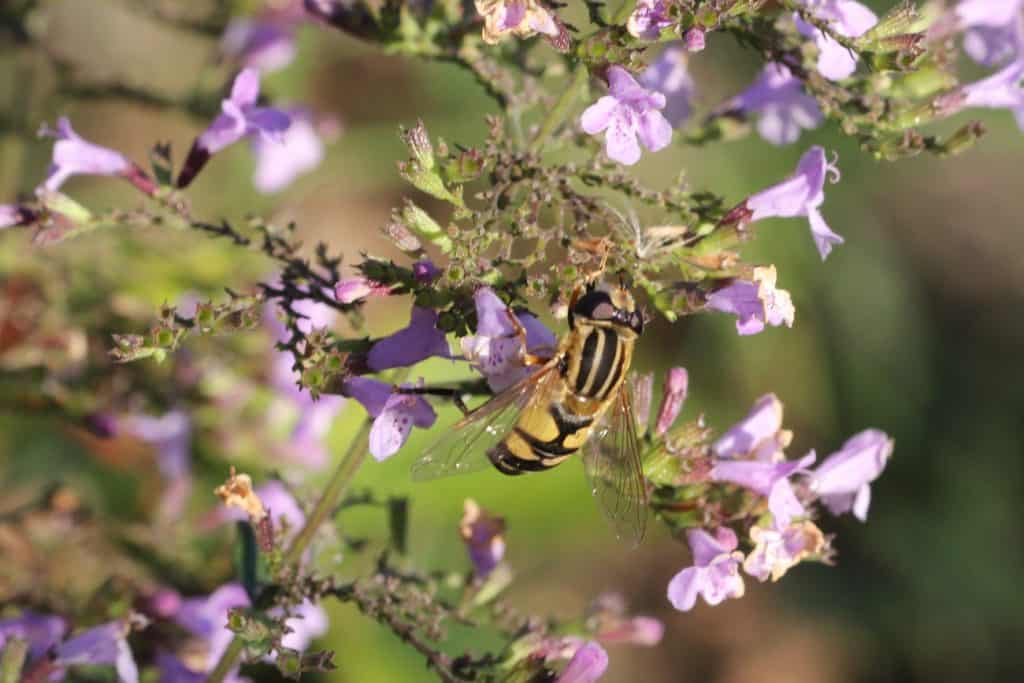 Eine Schwebfliege an der Bergminze.