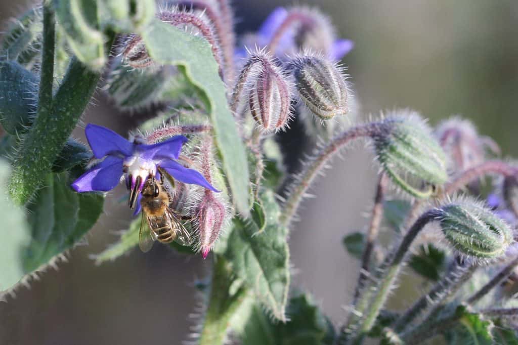 Honigbiene auf Borretsch.