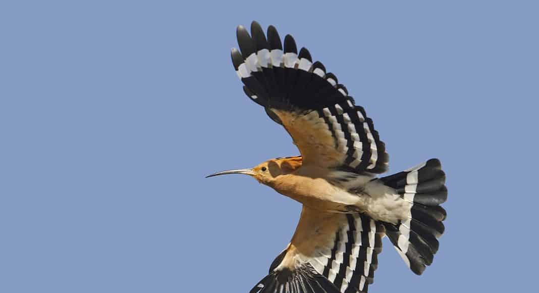 Der Vogel Wiedehopf ziert das Titelbild des brutvogelatlases.