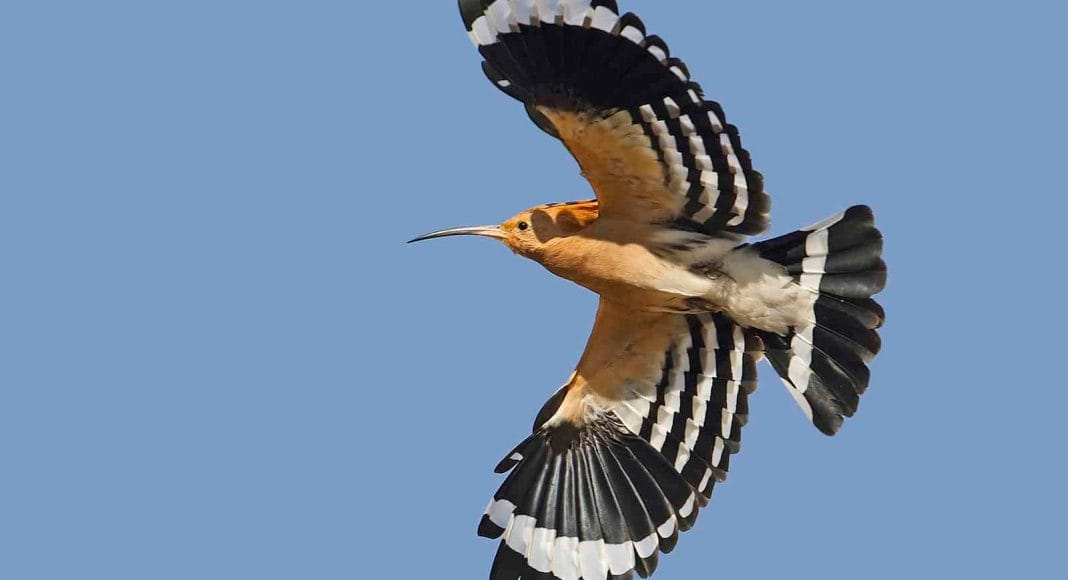 Der Vogel Wiedehopf ziert das Titelbild des brutvogelatlases.