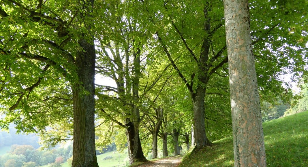 Eine Allee mit Bäumen.