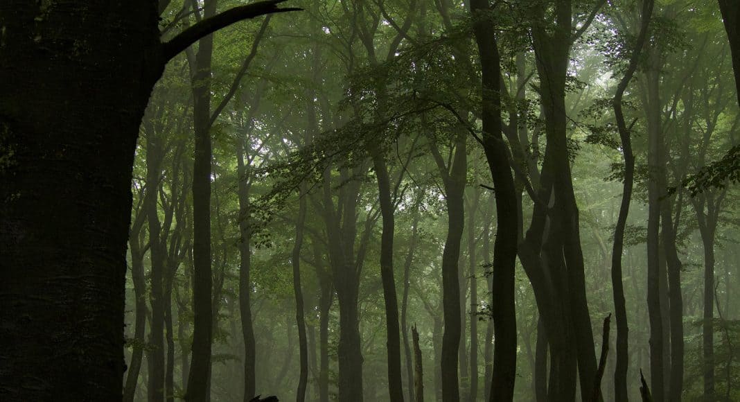 Wälder können unterschiedliche Dienstleitungen bieten.