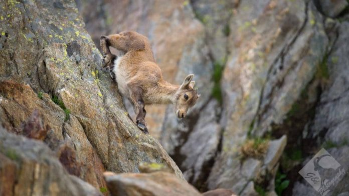 Ein junger Steinbock klettert eine Felswand hinunter.