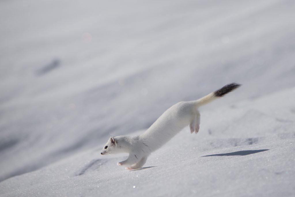 Hermelin springt über den Schnee.