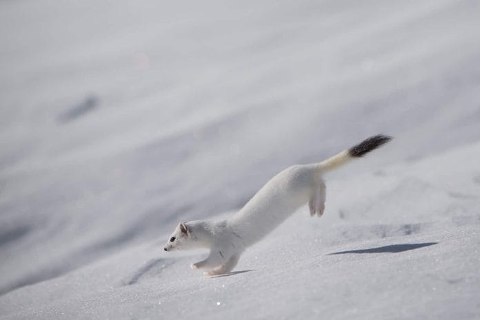 Hermelin springt über den Schnee.