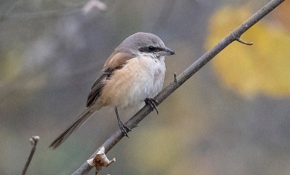 Erstentdeckung des Singvogels in der Schweiz.