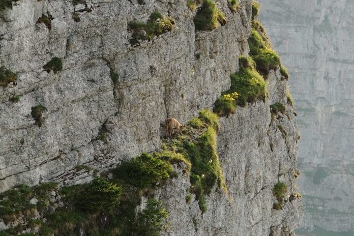 Eine Gämse sucht ihren Weg in einer vertikalen Felswand.