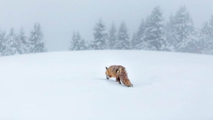 Ein schnürender Fuchs im tiefen Schnee.