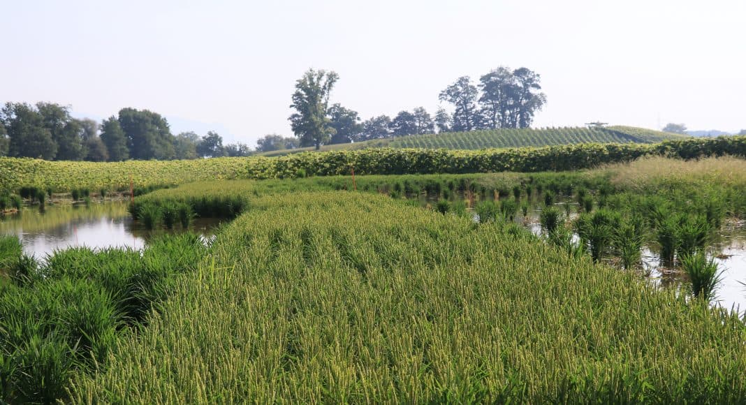 Reis soll vermehrt in dee Landwirtschft angebaut werden.
