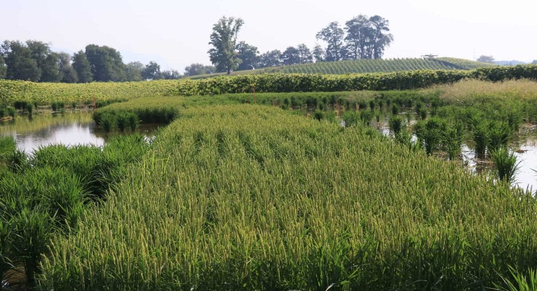 Reis soll vermehrt in dee Landwirtschft angebaut werden.