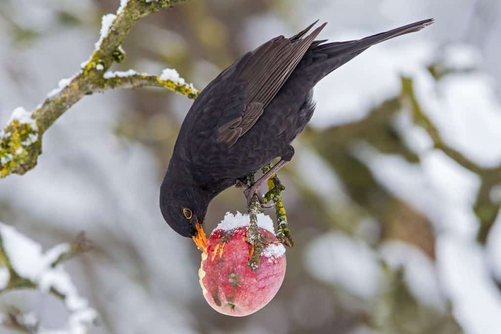 Amsel knabbert im Winter an einem übriggebliebenem Apfel.