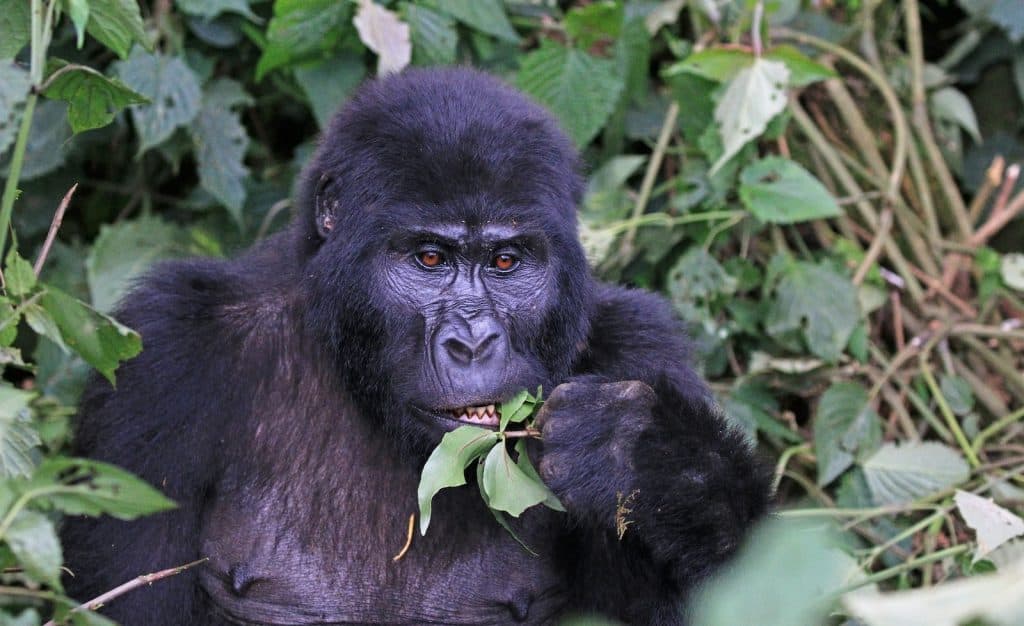 Berggorilla - Gorilla beringei beringei