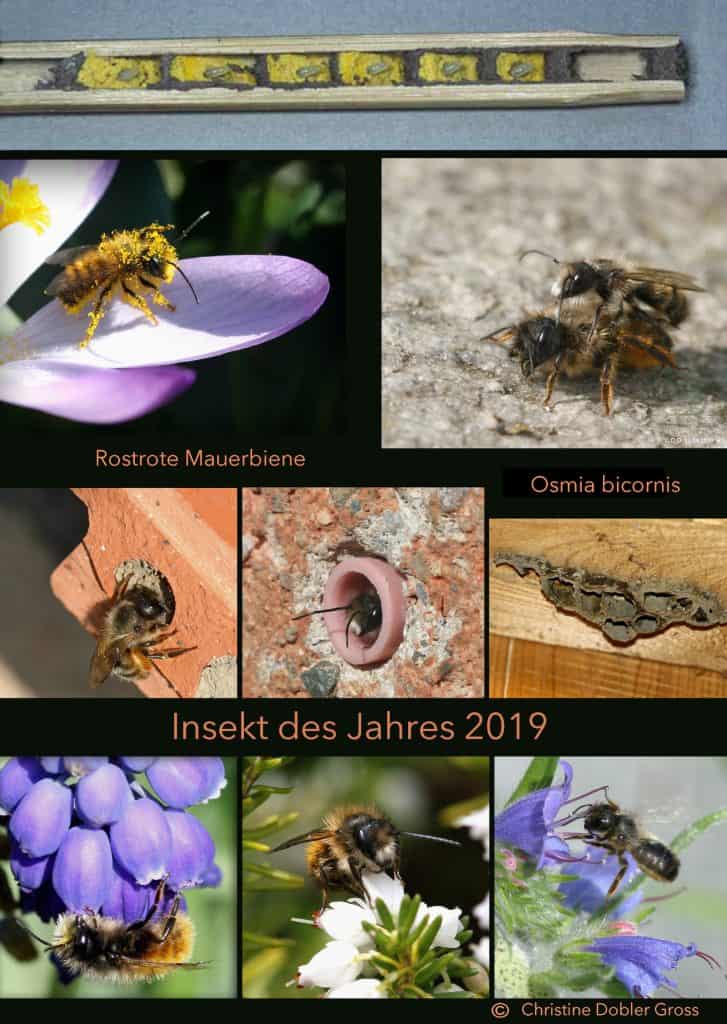 Eine Zusammenstellung von Bildern der Rostroten Mauerbiene - eine Wildbiene.