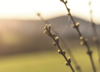 Testen Sie Ihr Wissen im Knospenquiz! Auch im Winter kann man Bäume anhand der Knospen erkennen.