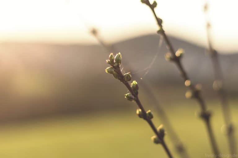 Auch im Winter kann man Bäume anhand der Knospen erkennen.